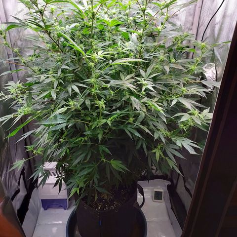 Bruce growlog timeline photo
