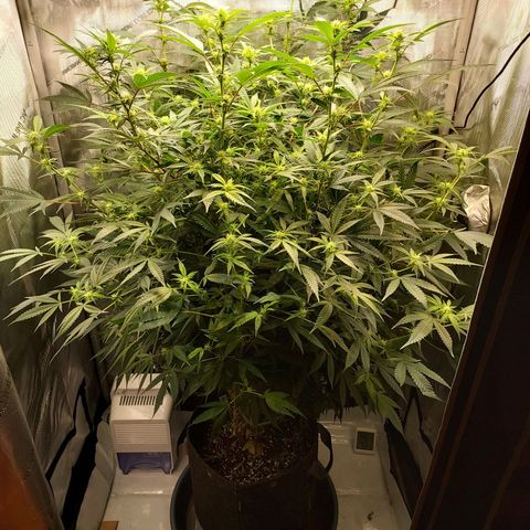 Bruce growlog timeline photo