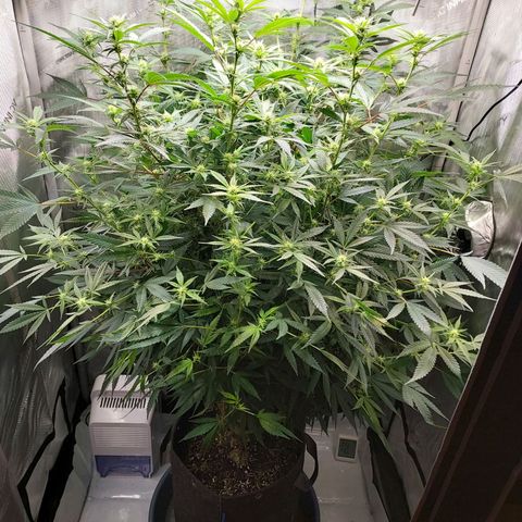 Bruce growlog timeline photo