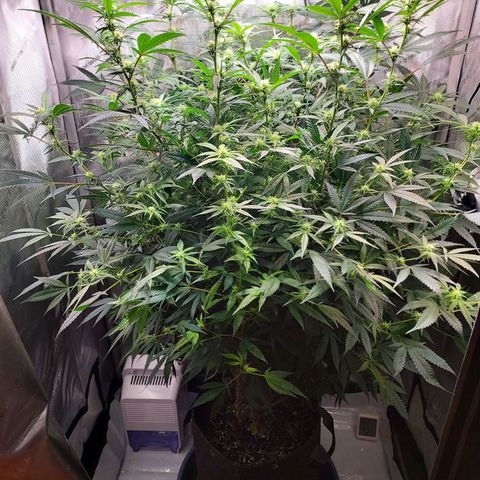Bruce growlog timeline photo