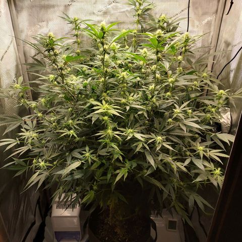 Bruce growlog timeline photo