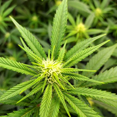 Bruce growlog timeline photo