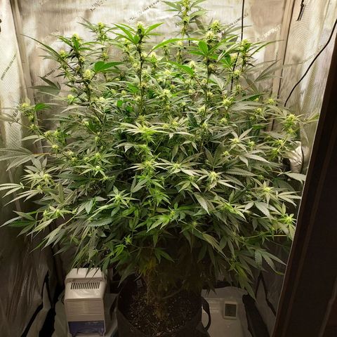 Bruce growlog timeline photo