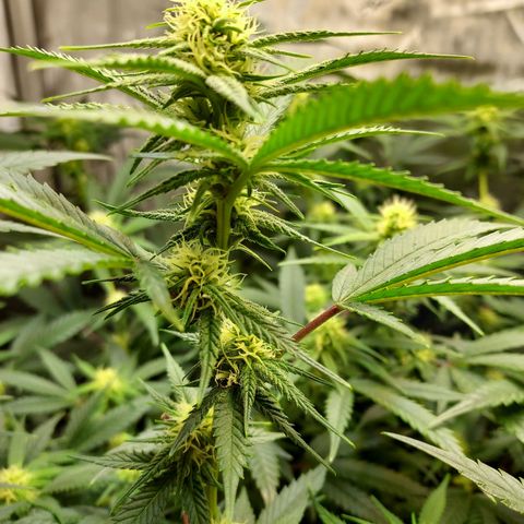 Bruce growlog timeline photo