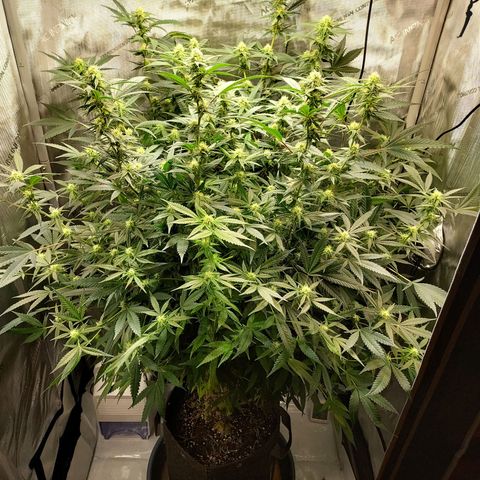 Bruce growlog timeline photo