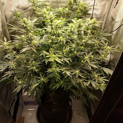 Bruce growlog timeline photo