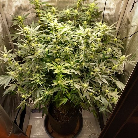 Bruce growlog timeline photo
