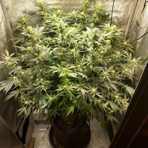 Bruce growlog timeline photo