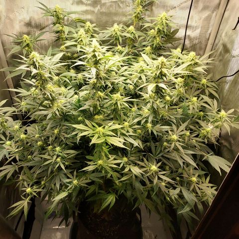 Bruce growlog timeline photo