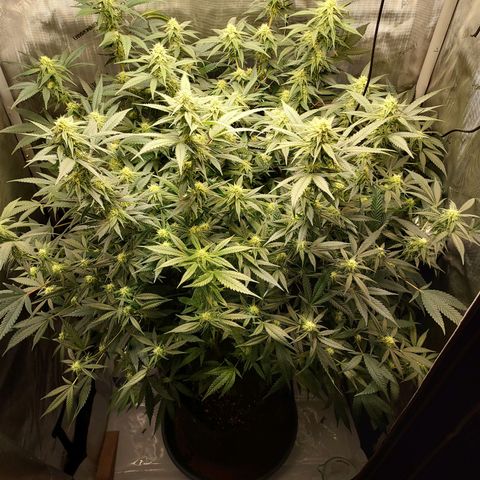 Bruce growlog timeline photo
