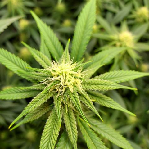 Bruce growlog timeline photo