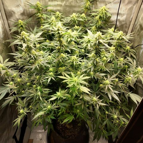Bruce growlog timeline photo