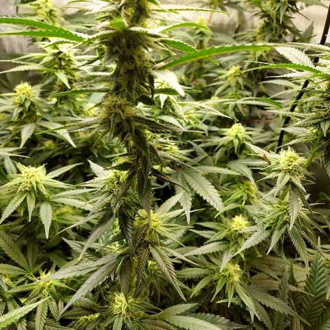 Bruce growlog timeline photo