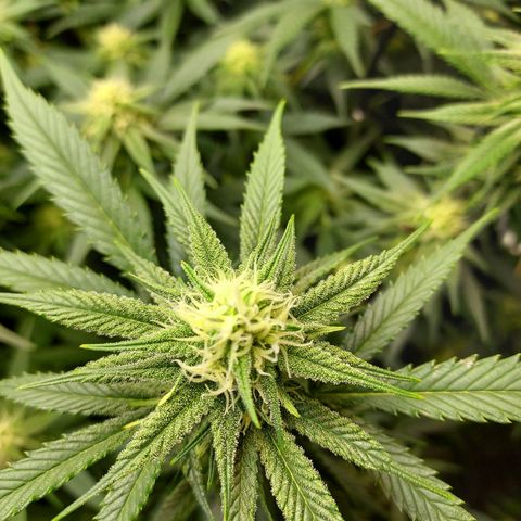 Bruce growlog timeline photo