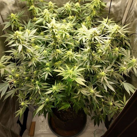 Bruce growlog timeline photo