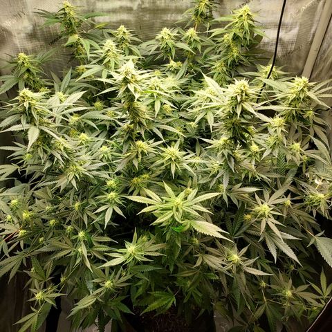 Bruce growlog timeline photo