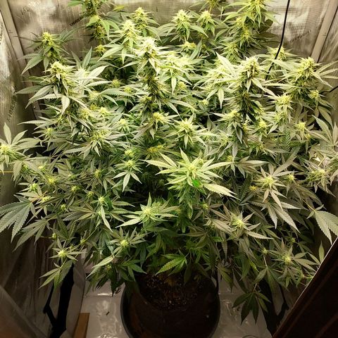 Bruce growlog timeline photo