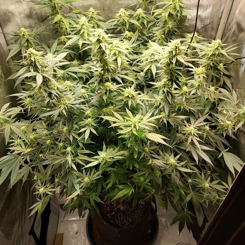Bruce growlog timeline photo
