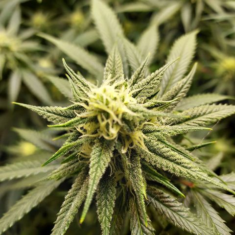 Bruce growlog timeline photo