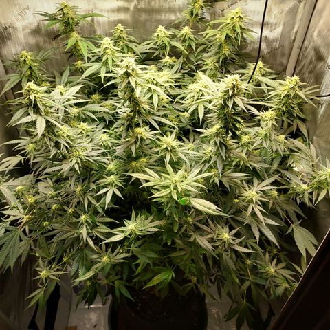Bruce growlog timeline photo