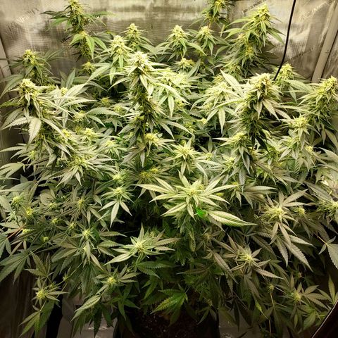 Bruce growlog timeline photo