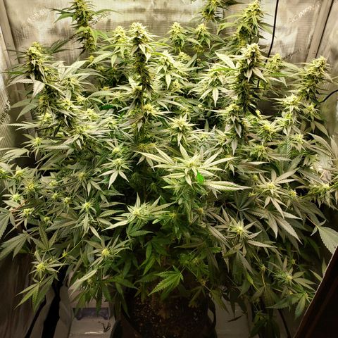 Bruce growlog timeline photo
