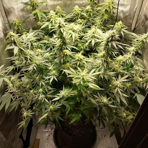 Bruce growlog timeline photo