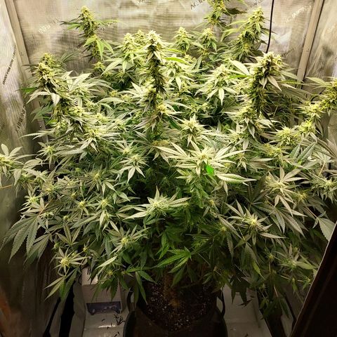 Bruce growlog timeline photo