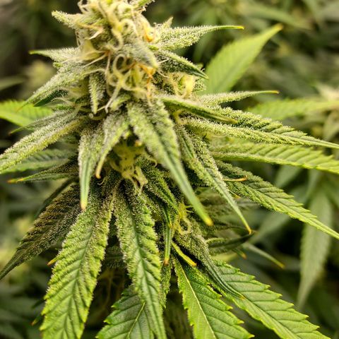 Bruce growlog timeline photo