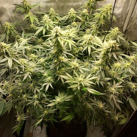 Bruce growlog timeline photo