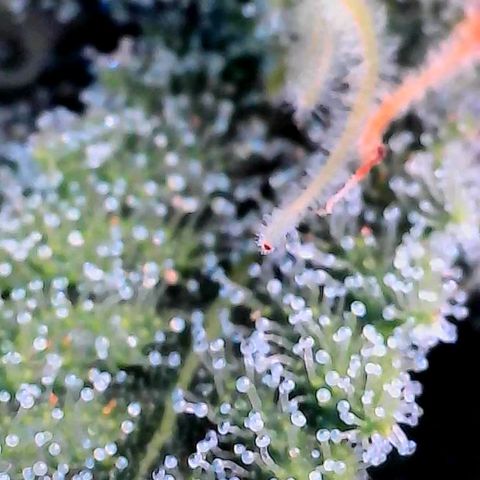 Bruce growlog timeline photo