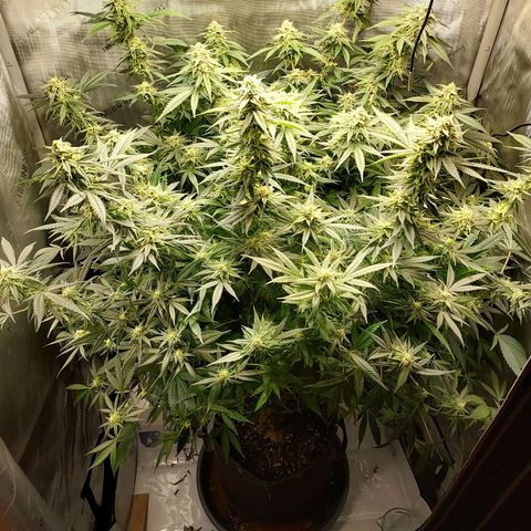 Bruce growlog timeline photo