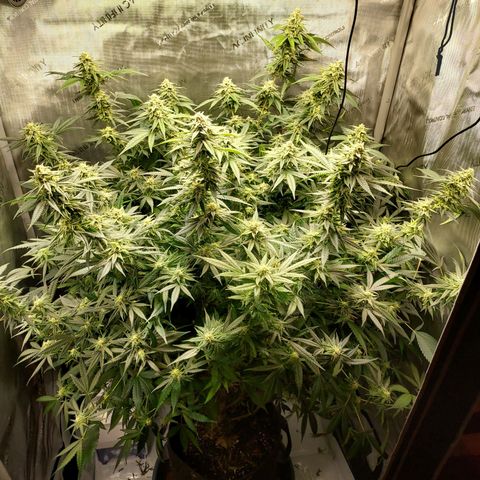 Bruce growlog timeline photo