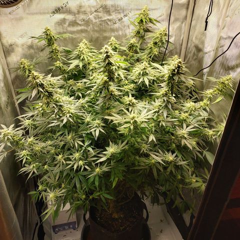 Bruce growlog timeline photo