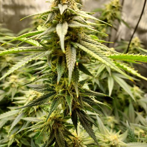 Bruce growlog timeline photo