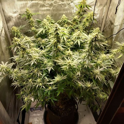 Bruce growlog timeline photo