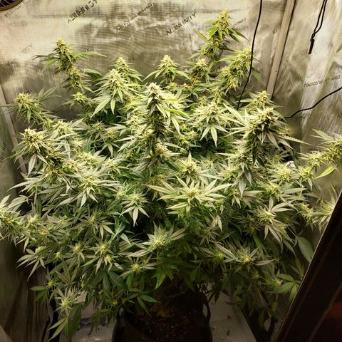 Bruce growlog timeline photo