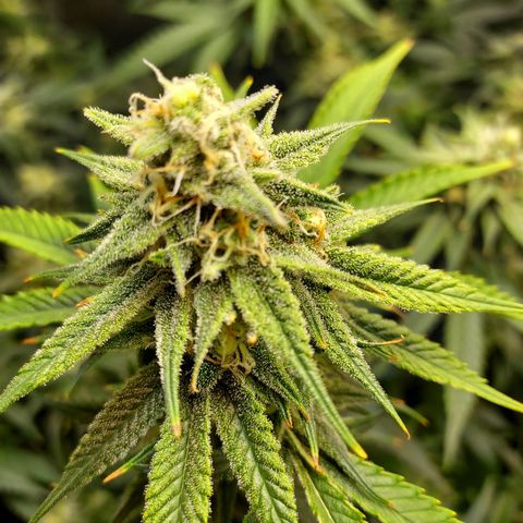 Bruce growlog timeline photo