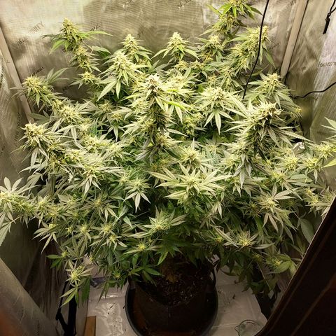 Bruce growlog timeline photo