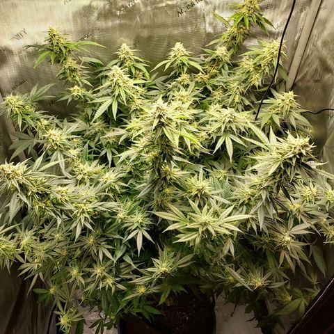 Bruce growlog timeline photo
