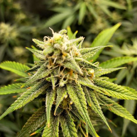Bruce growlog timeline photo