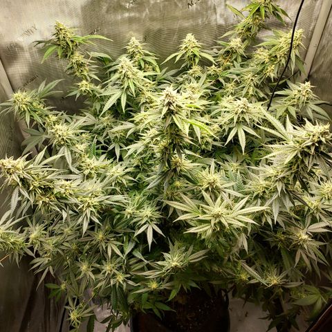 Bruce growlog timeline photo