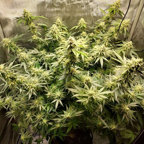 Bruce growlog timeline photo