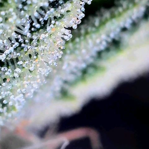 Bruce growlog timeline photo