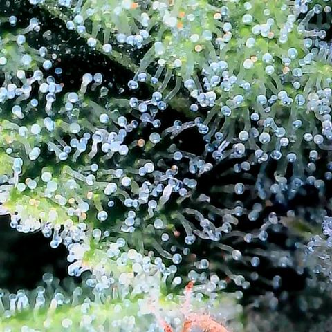 Bruce growlog timeline photo