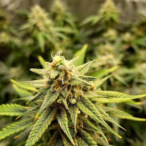 Bruce growlog timeline photo