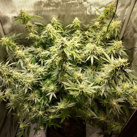 Bruce growlog timeline photo