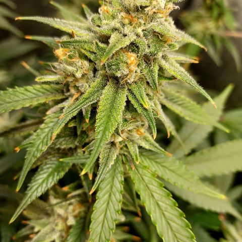Bruce growlog timeline photo