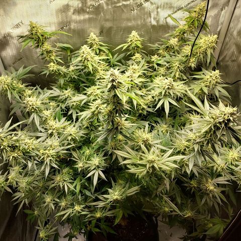 Bruce growlog timeline photo
