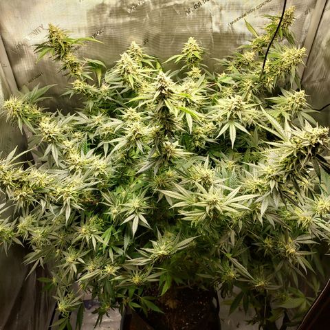 Bruce growlog timeline photo